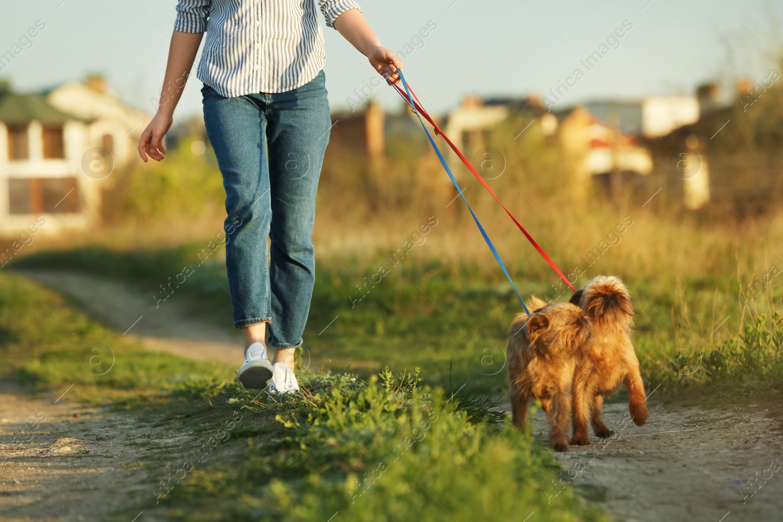 Photo of Young woman walking her adorable Brussels Griffon dogs outdoors