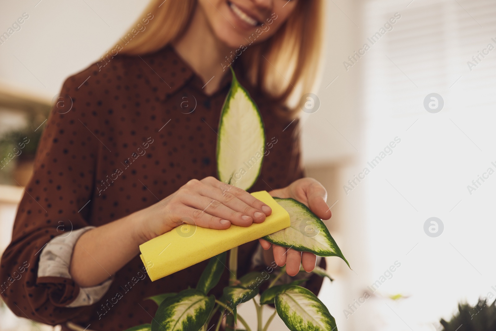 Photo of Young woman wiping Dieffenbachia plant at home, closeup. Engaging hobby