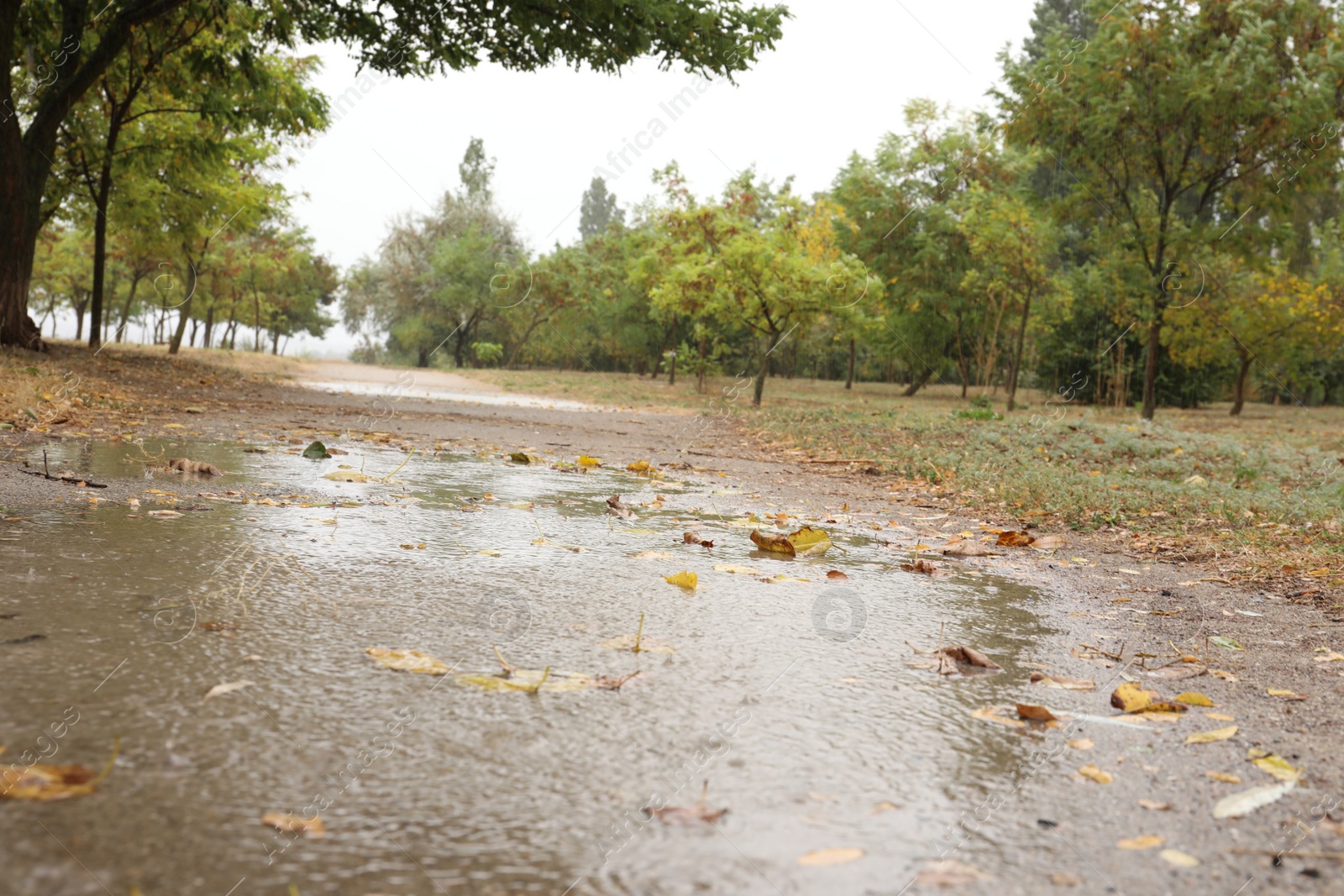 Photo of View of puddle and green trees in park. Rainy weather