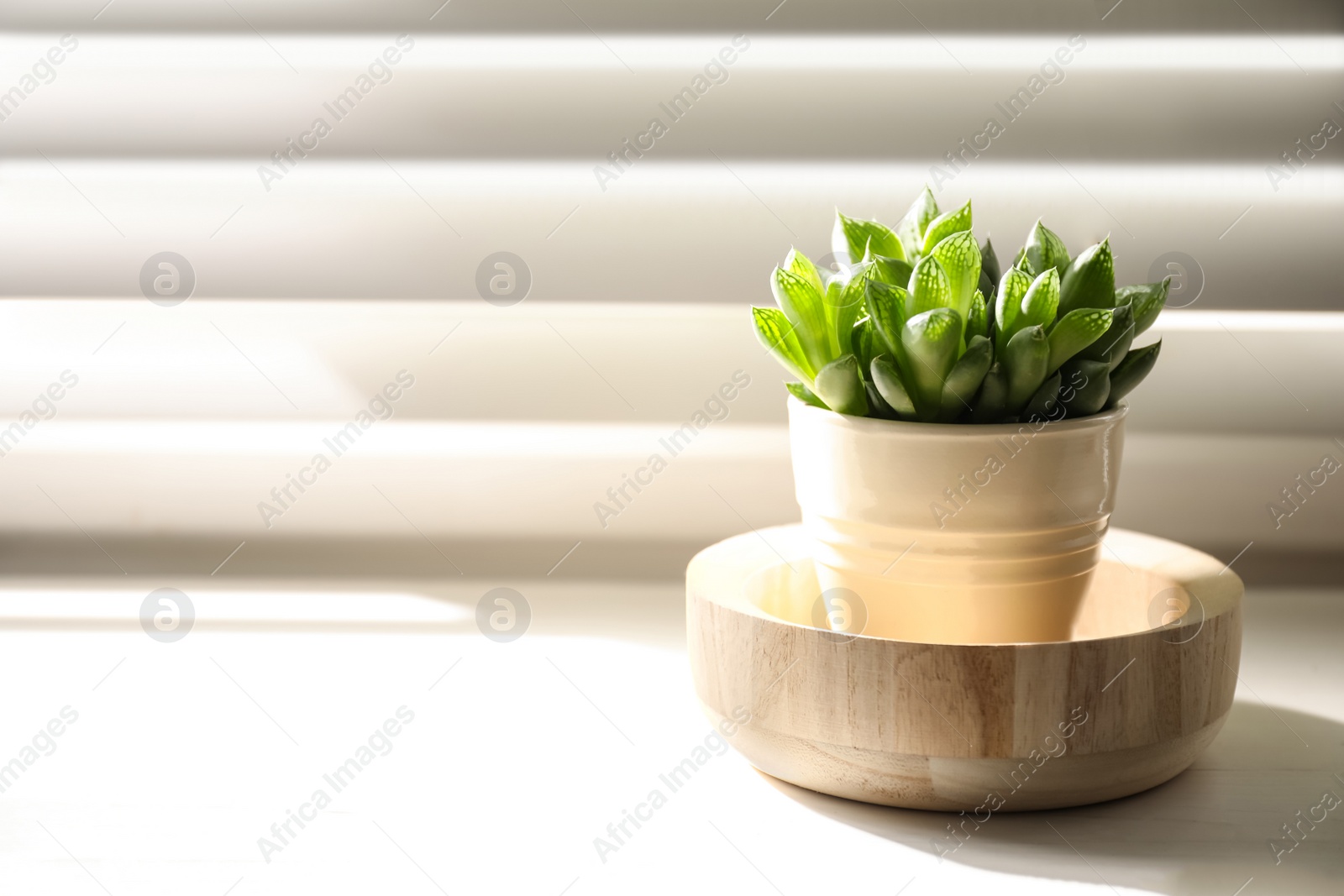 Photo of Beautiful echeveria on windowsill indoors, space for text. Succulent plant