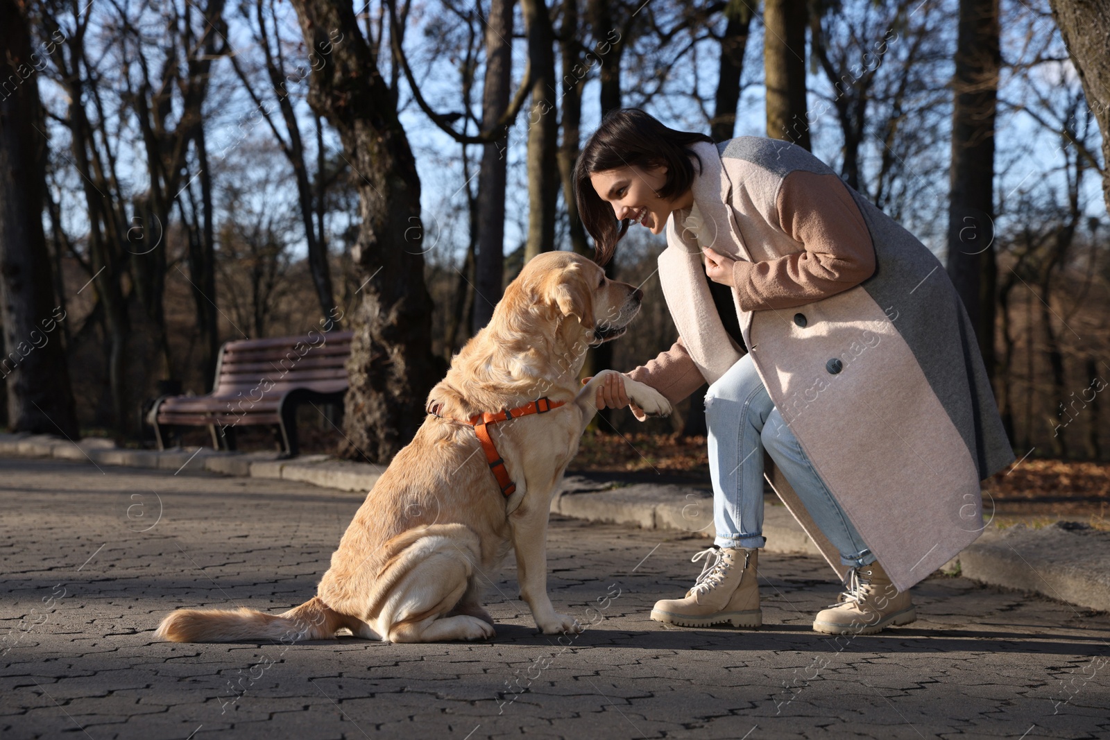 Photo of Adorable Labrador Retriever giving paw to beautiful woman outdoors