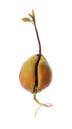 Photo of Avocado pit with sprout and root on white background