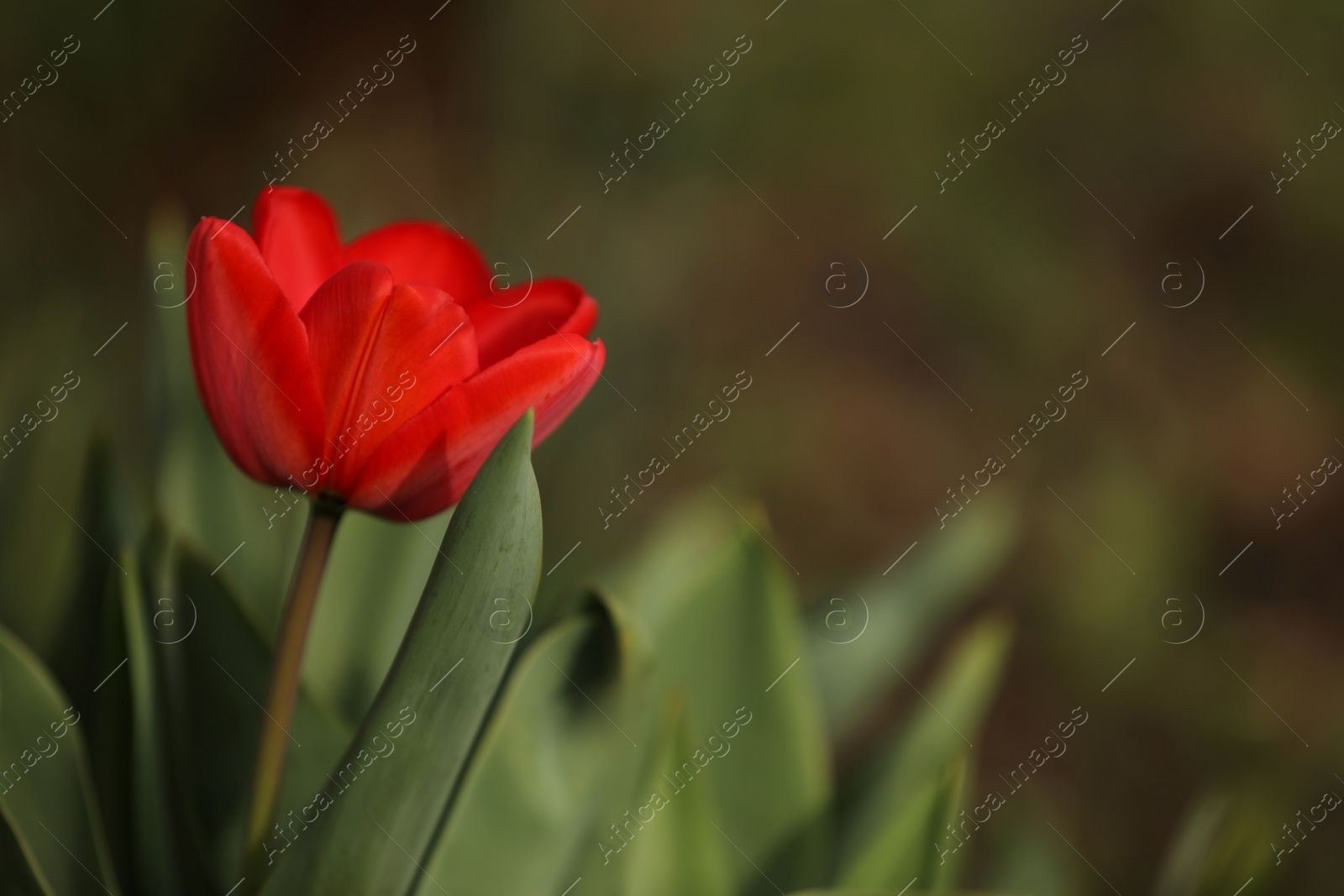 Photo of Beautiful blooming tulip outdoors on spring day, closeup