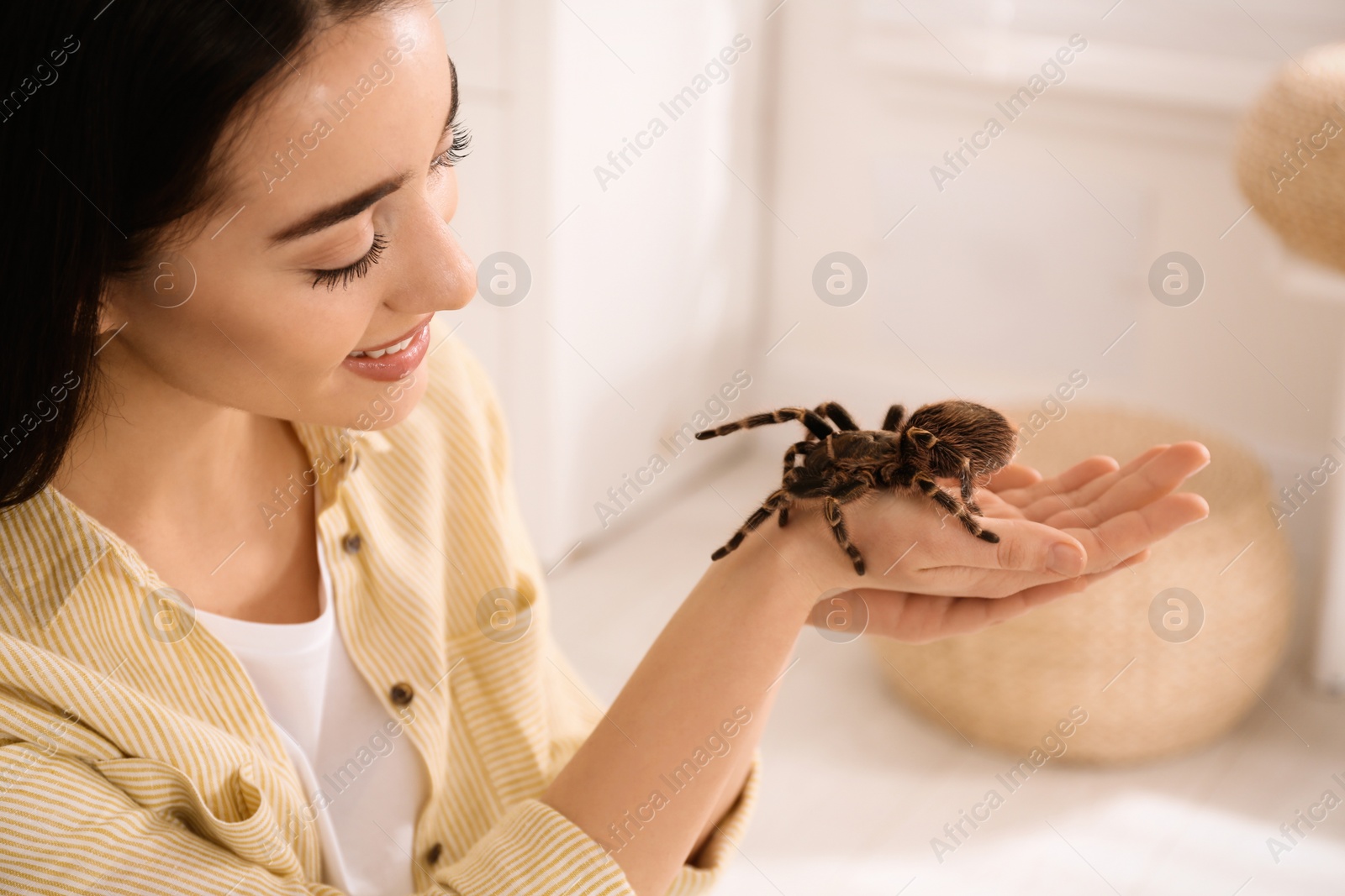 Photo of Woman holding striped knee tarantula at home. Exotic pet