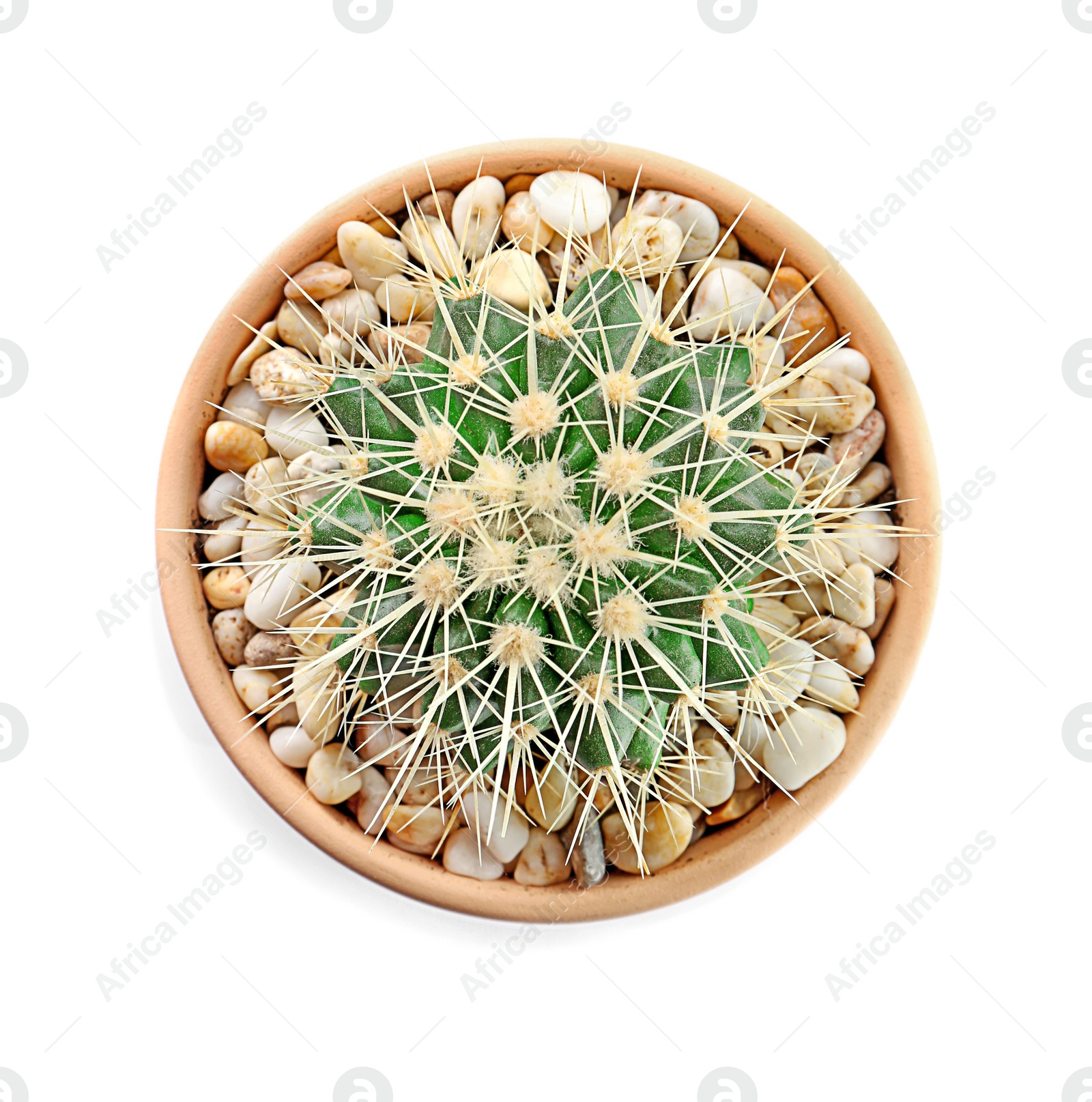 Photo of Beautiful cactus on white background, top view