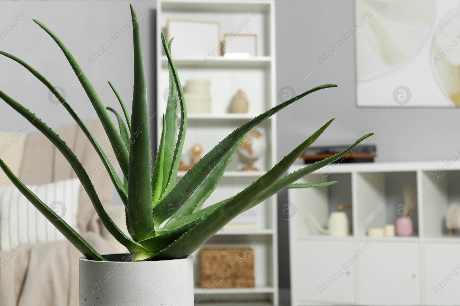 Photo of Beautiful potted aloe vera plant in room, space for text