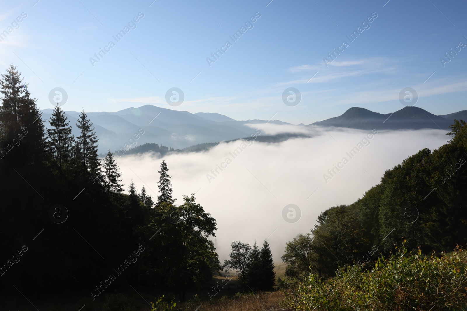 Photo of Picturesque view of fog in mountain forest