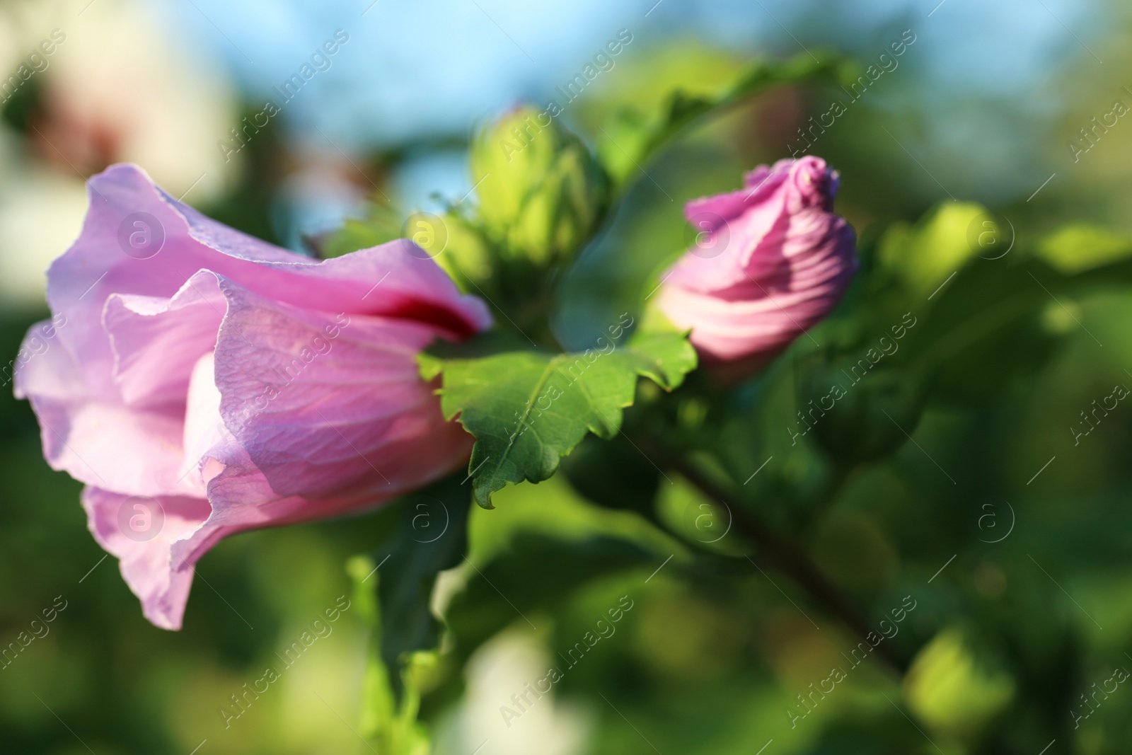 Photo of Beautiful pink hibiscus buds growing outdoors, closeup