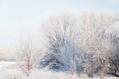 Photo of Trees covered with hoarfrost outdoors on winter morning