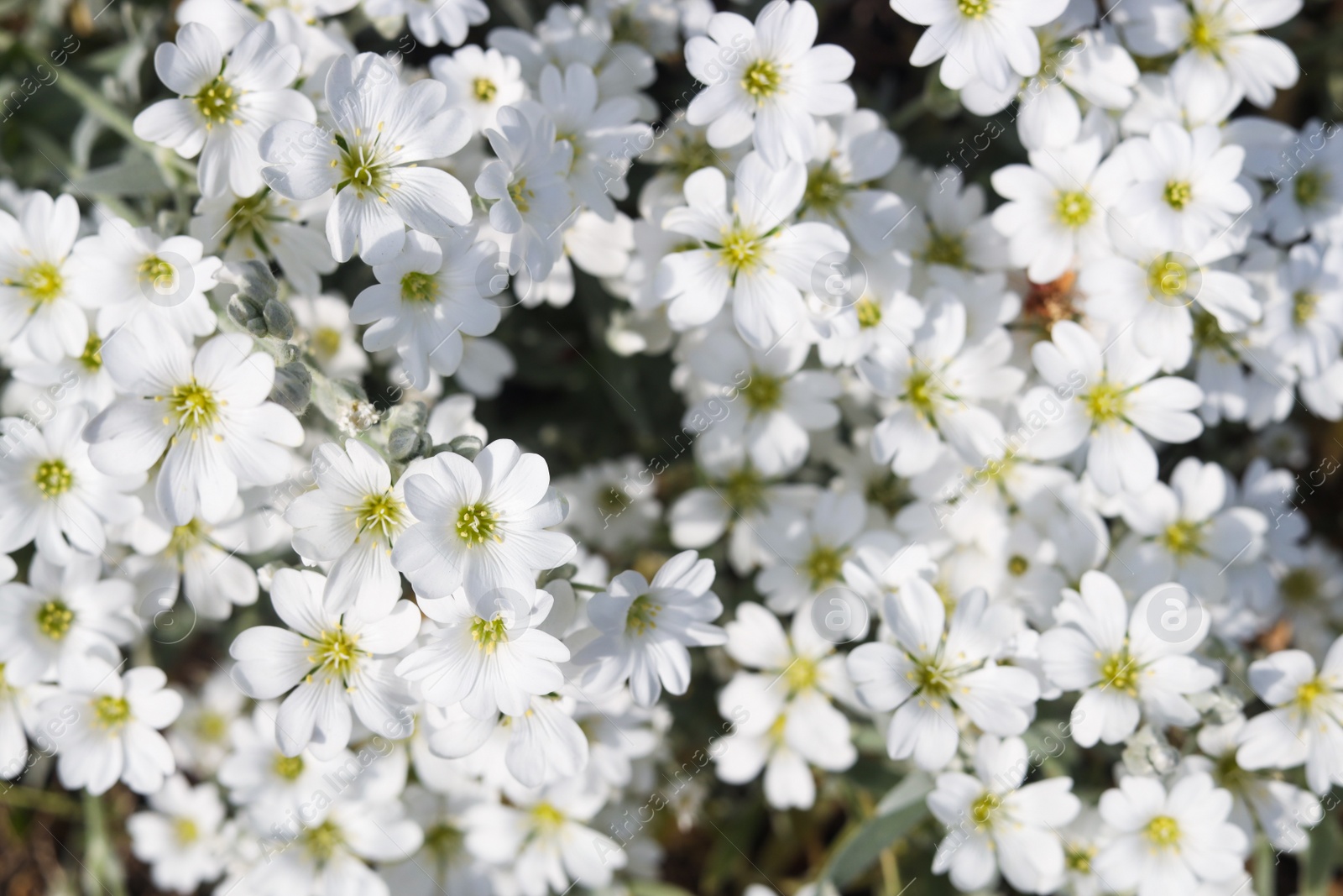 Photo of Beautiful white snow-in-summer flowers outdoors, closeup view