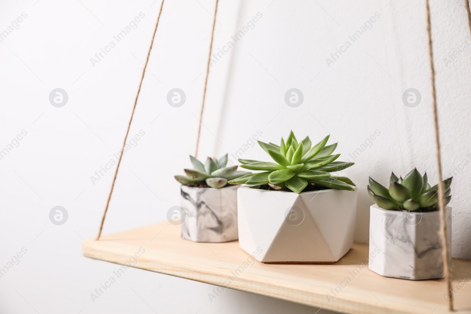 Photo of Beautiful succulents on wooden shelf. Interior decoration