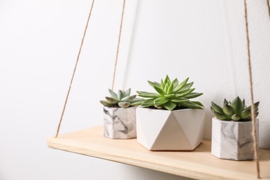 Beautiful succulents on wooden shelf. Interior decoration