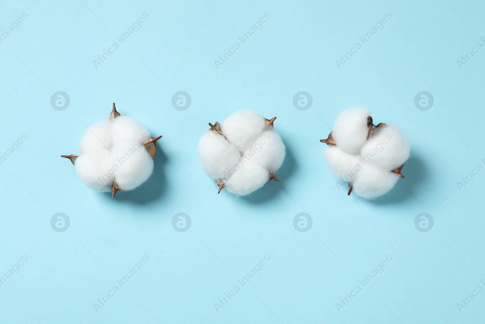 Photo of Fluffy cotton flowers on light blue background, flat lay