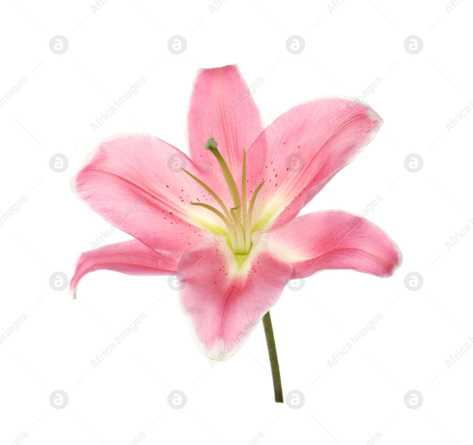 Photo of Beautiful pink lily flower isolated on white