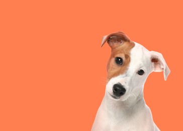 Image of Cute Jack Russel Terrier on pale orange background. Space for text