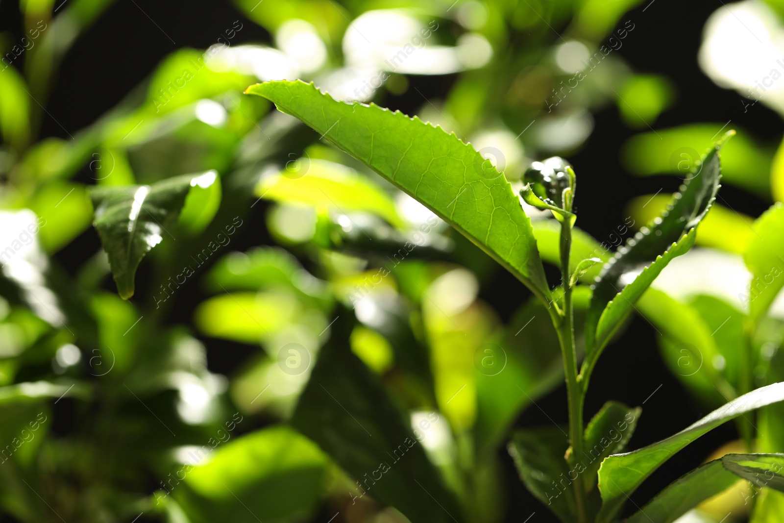 Photo of Green leaves of tea plant on blurred background, closeup