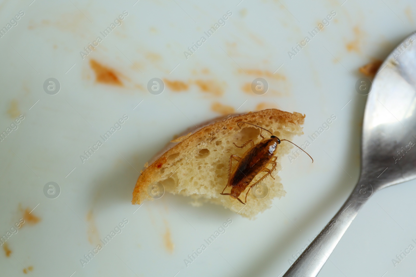 Photo of Cockroach and piece of bread on plate, closeup