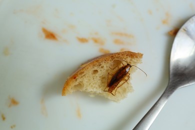 Photo of Cockroach and piece of bread on plate, closeup