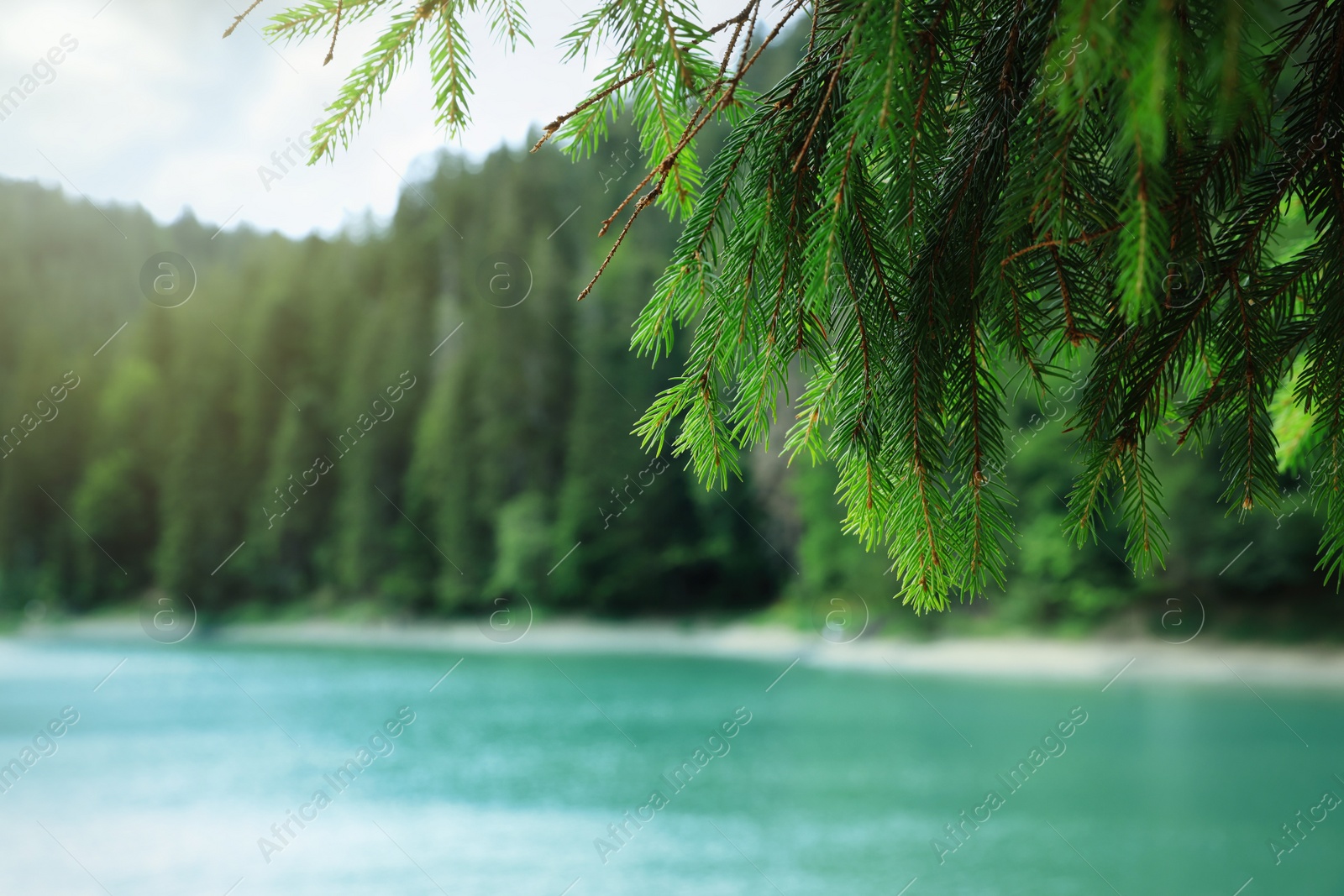 Photo of View of clear lake near forest, focus on fir tree