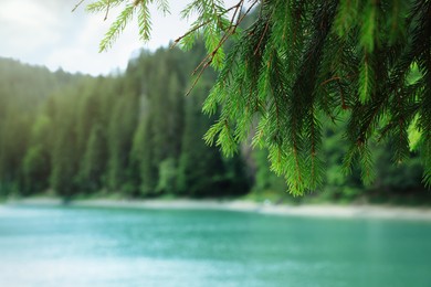 Photo of View of clear lake near forest, focus on fir tree