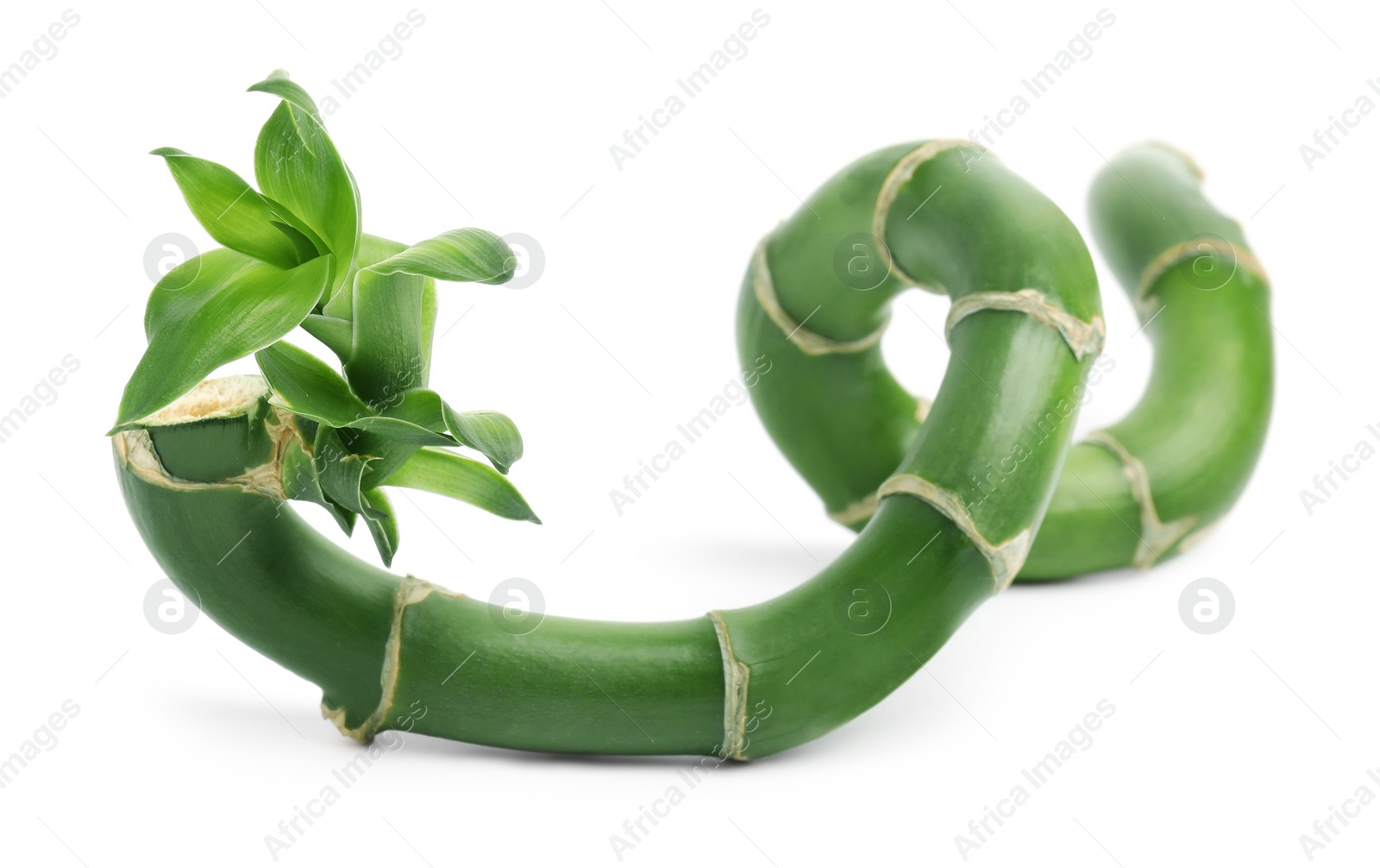 Photo of Piece of beautiful green bamboo stem on white background