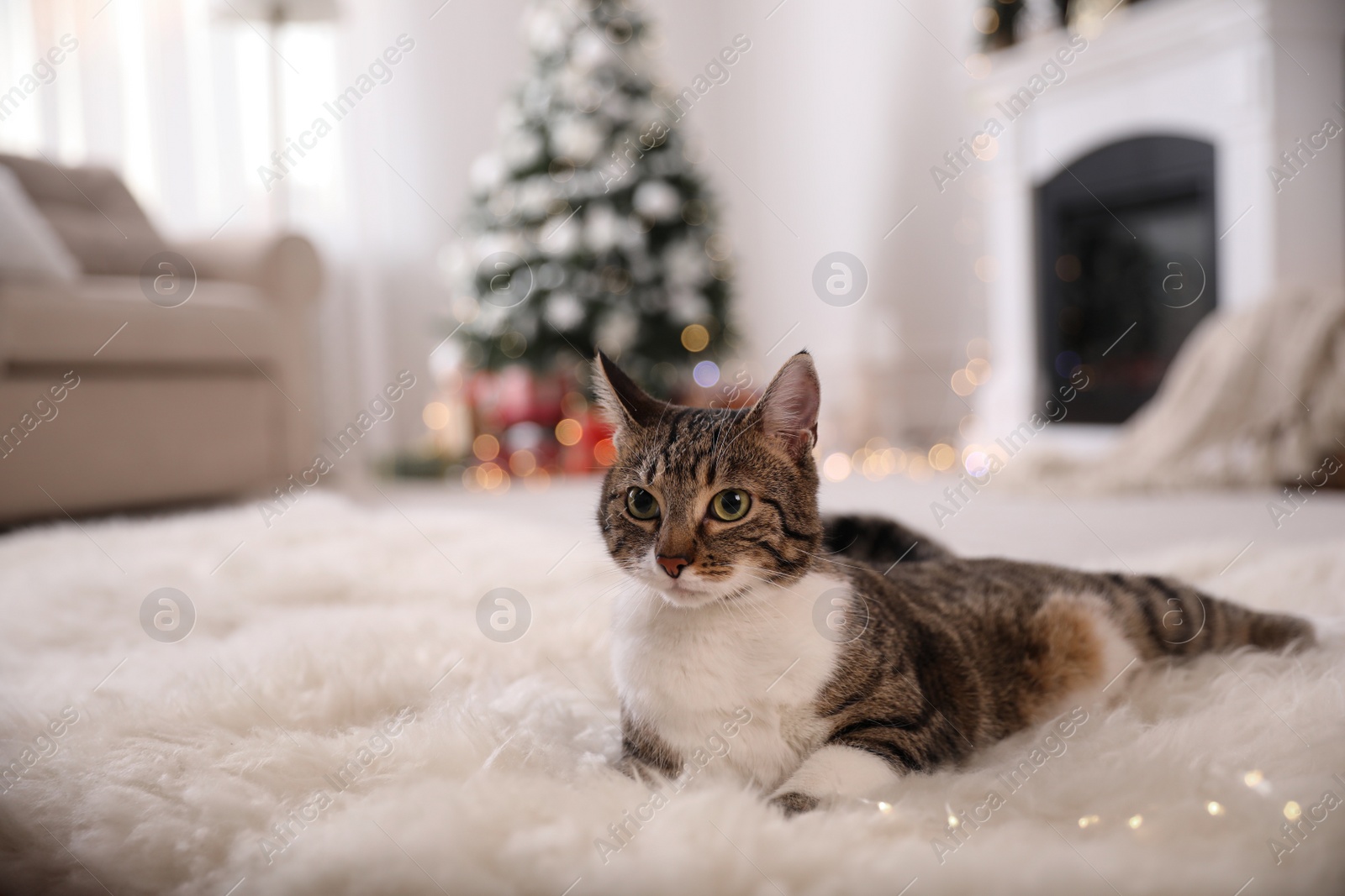 Photo of Cute cat in room decorated for Christmas