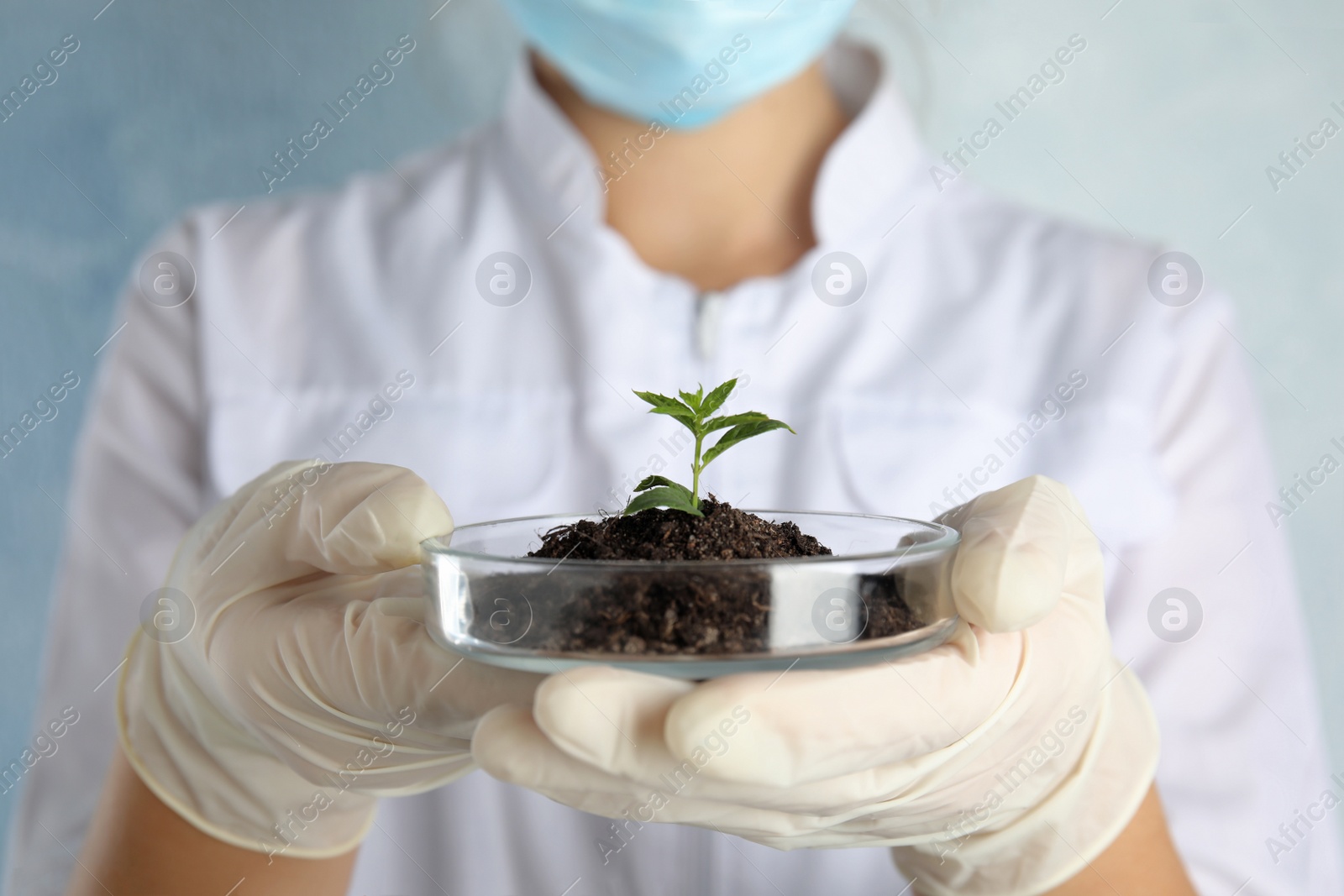 Photo of Scientist holding Petri dish with soil and sprouted plant, closeup. Biological chemistry