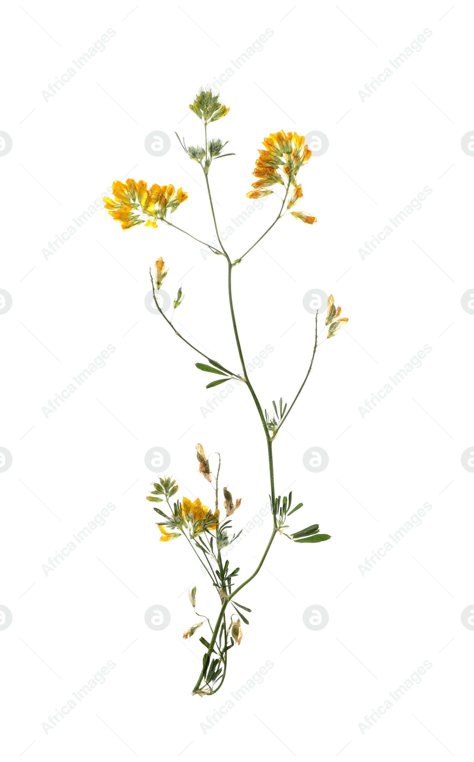 Photo of Dried meadow flowers on white background, top view