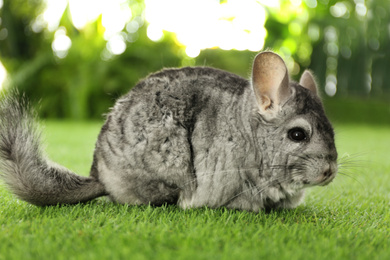 Photo of Cute funny grey chinchilla on green grass