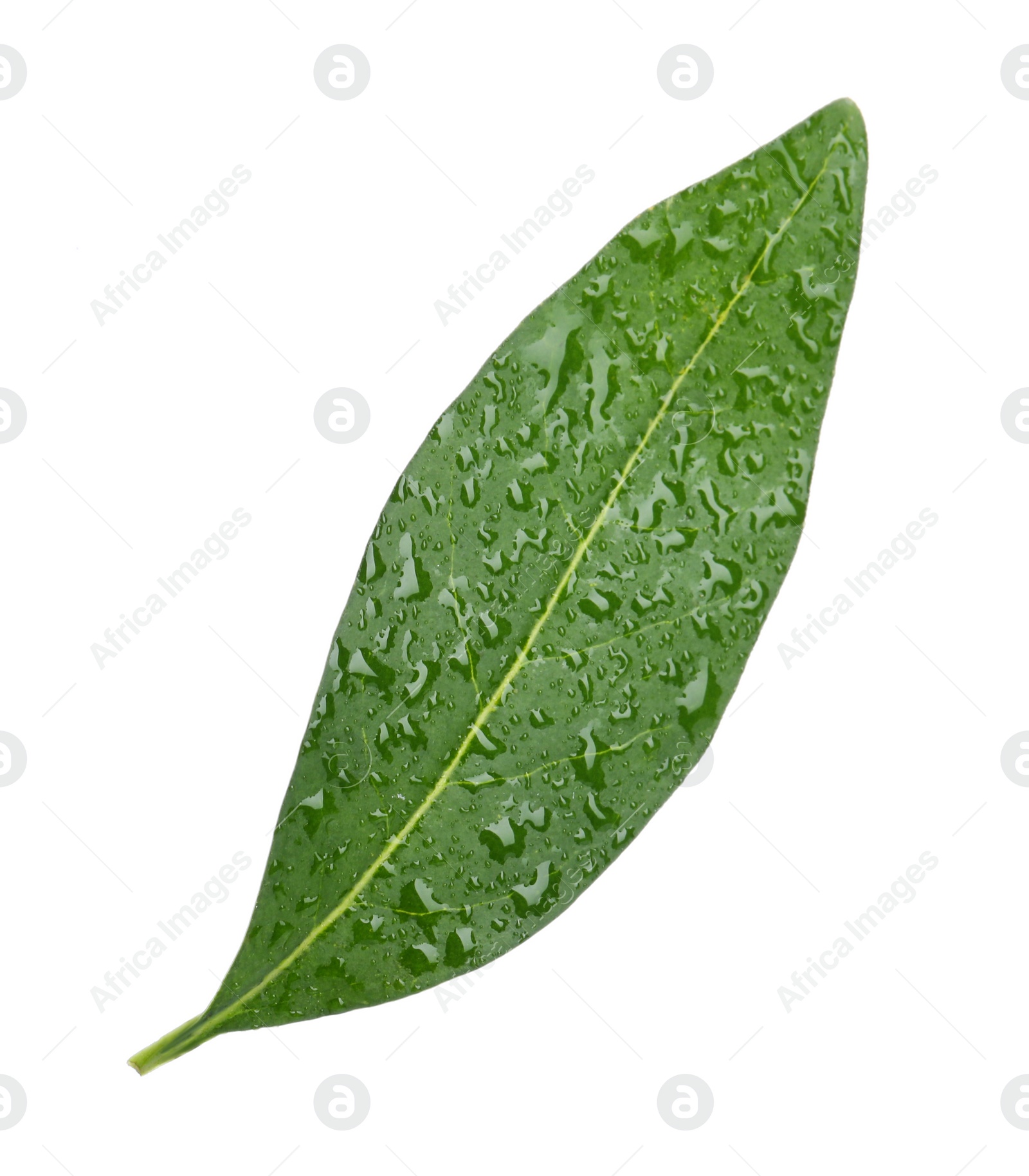 Photo of Fresh green citrus leaf with water drops on white background