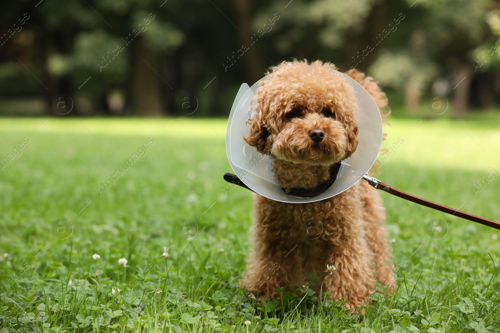 Photo of Cute Maltipoo dog with Elizabethan collar on green grass outdoors, space for text