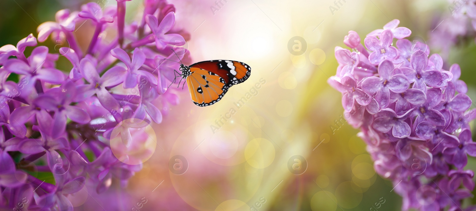 Image of Beautiful blossoming lilac shrubs and amazing butterfly outdoors. Banner design