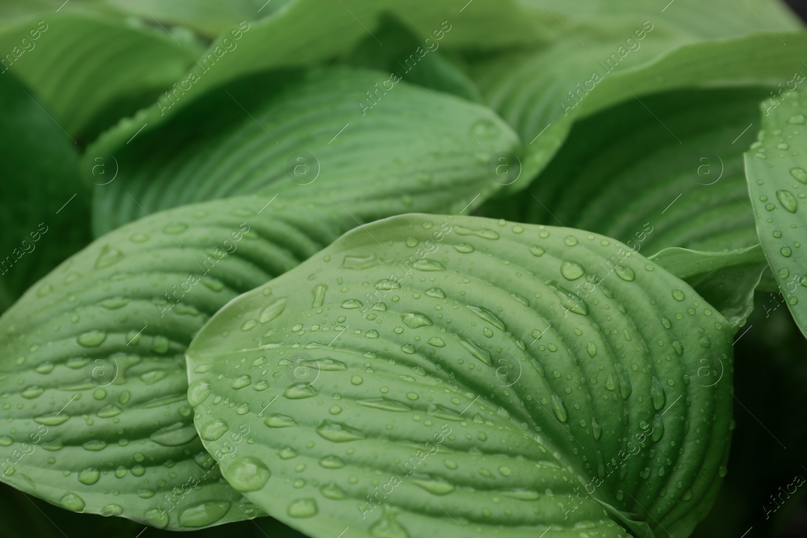 Photo of Closeup view of hosta plant with dew drops