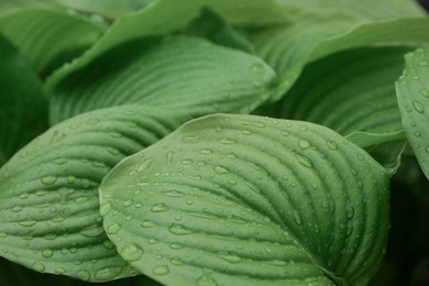 Closeup view of hosta plant with dew drops