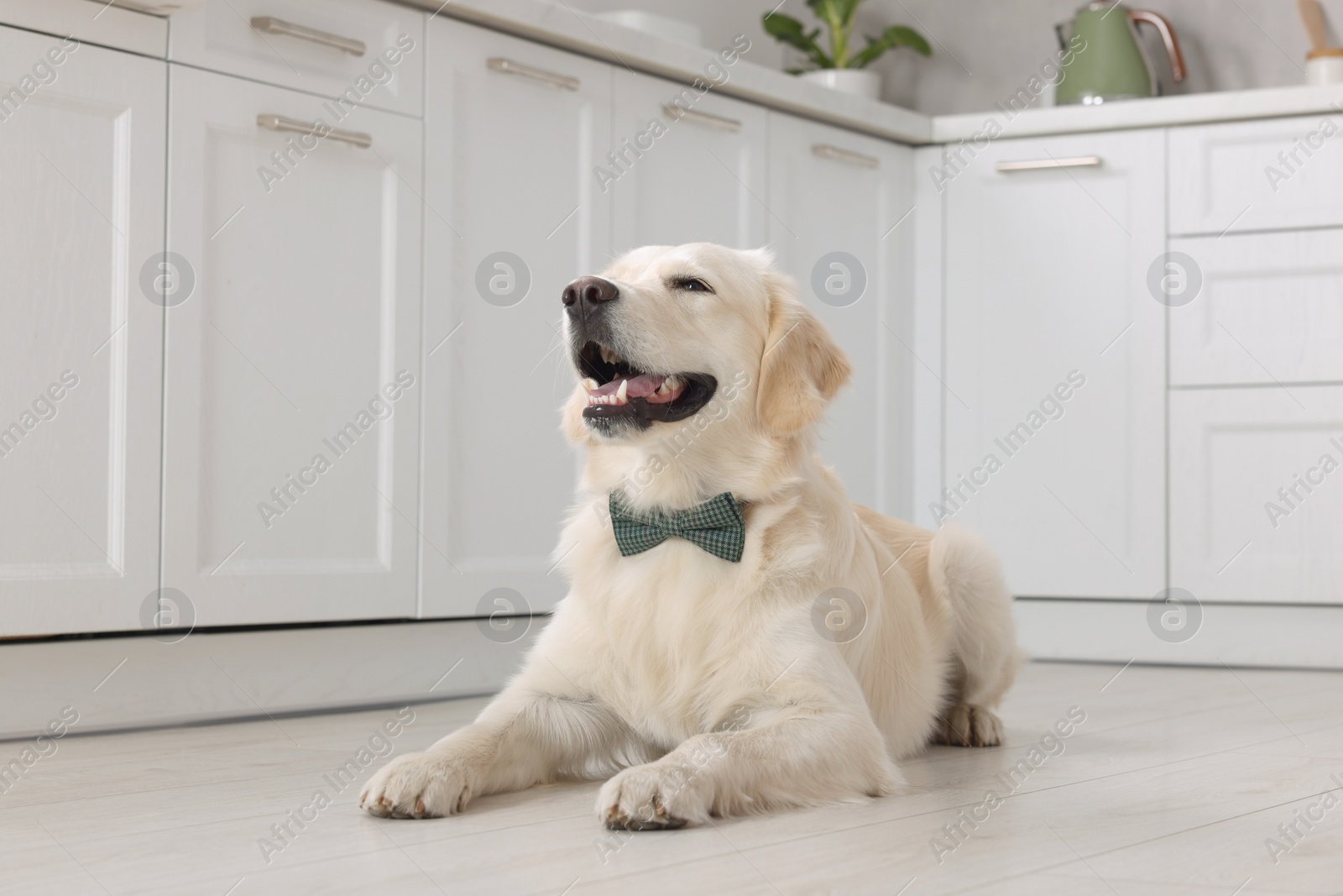 Photo of Cute Labrador Retriever with stylish bow tie indoors