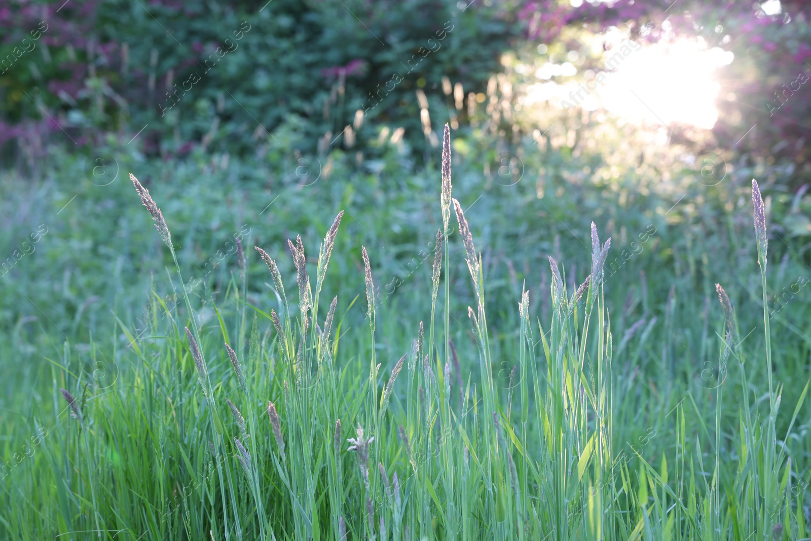 Photo of Beautiful view of green grass in park