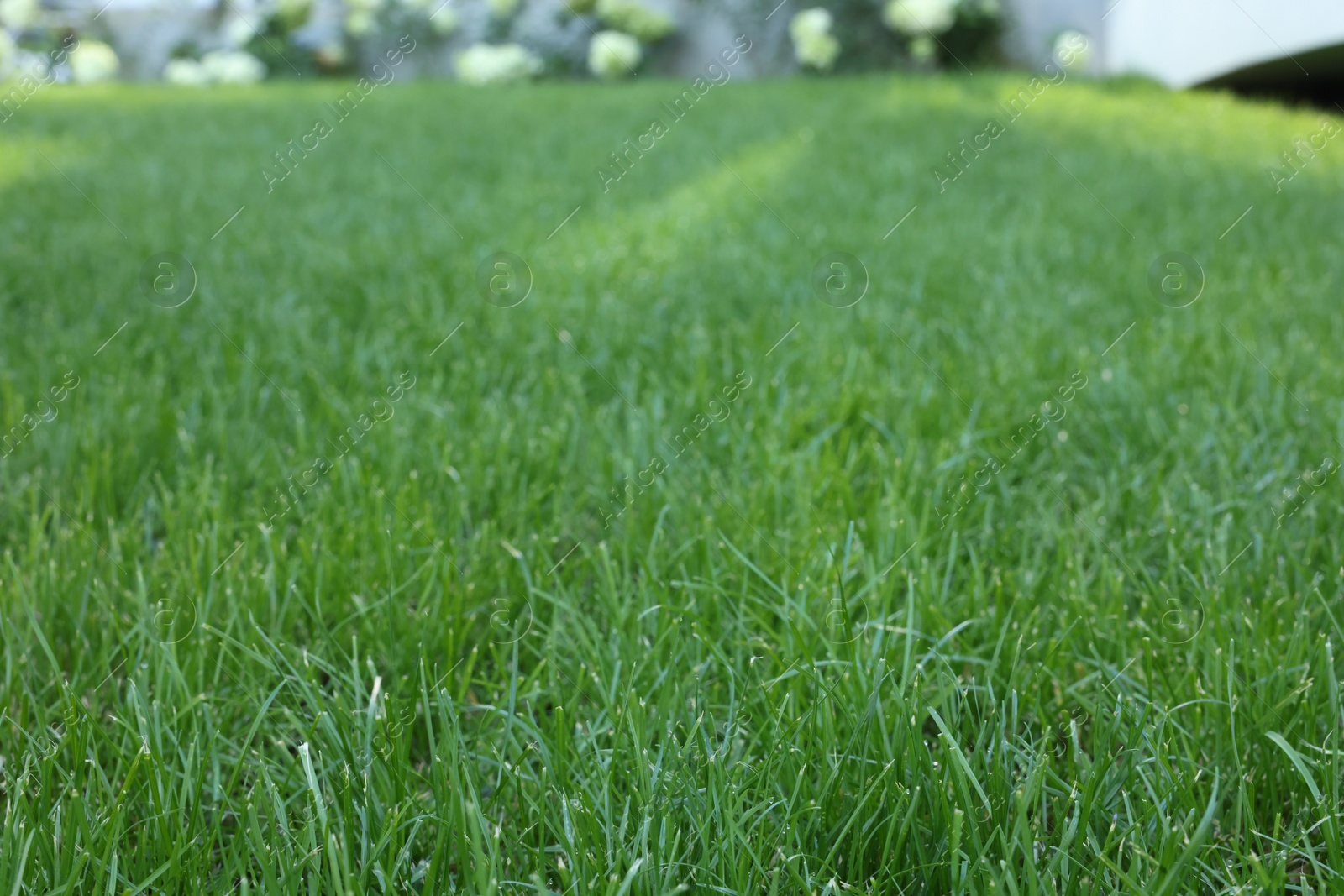 Photo of Fresh green grass growing outdoors on summer day