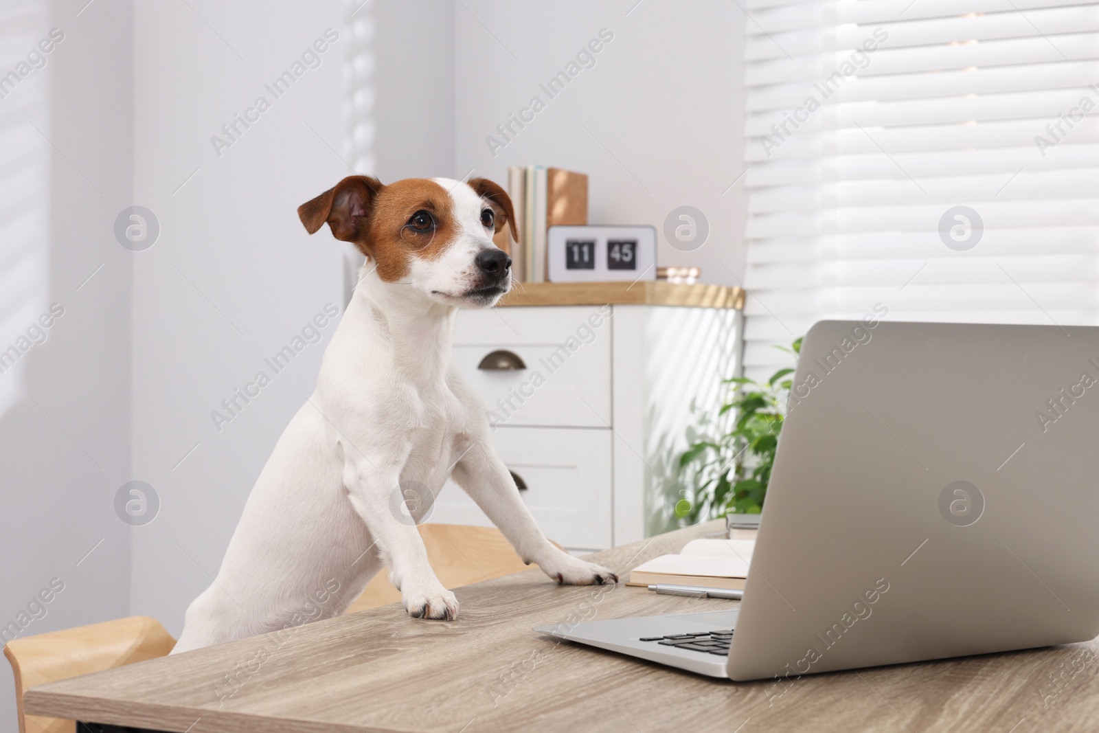 Photo of Cute Jack Russell Terrier dog at desk in home office