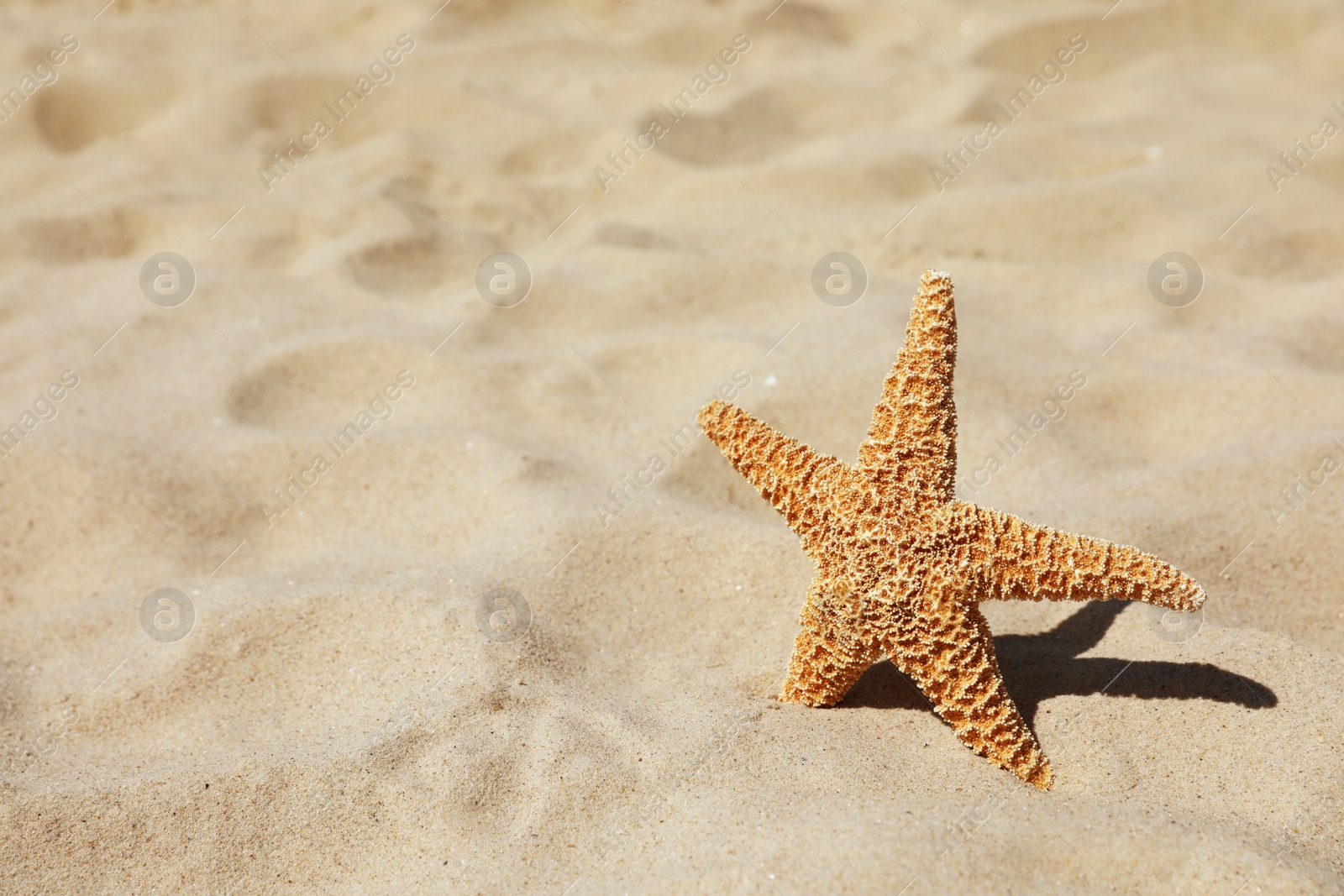 Photo of Starfish at sandy beach on sunny day. Space for text