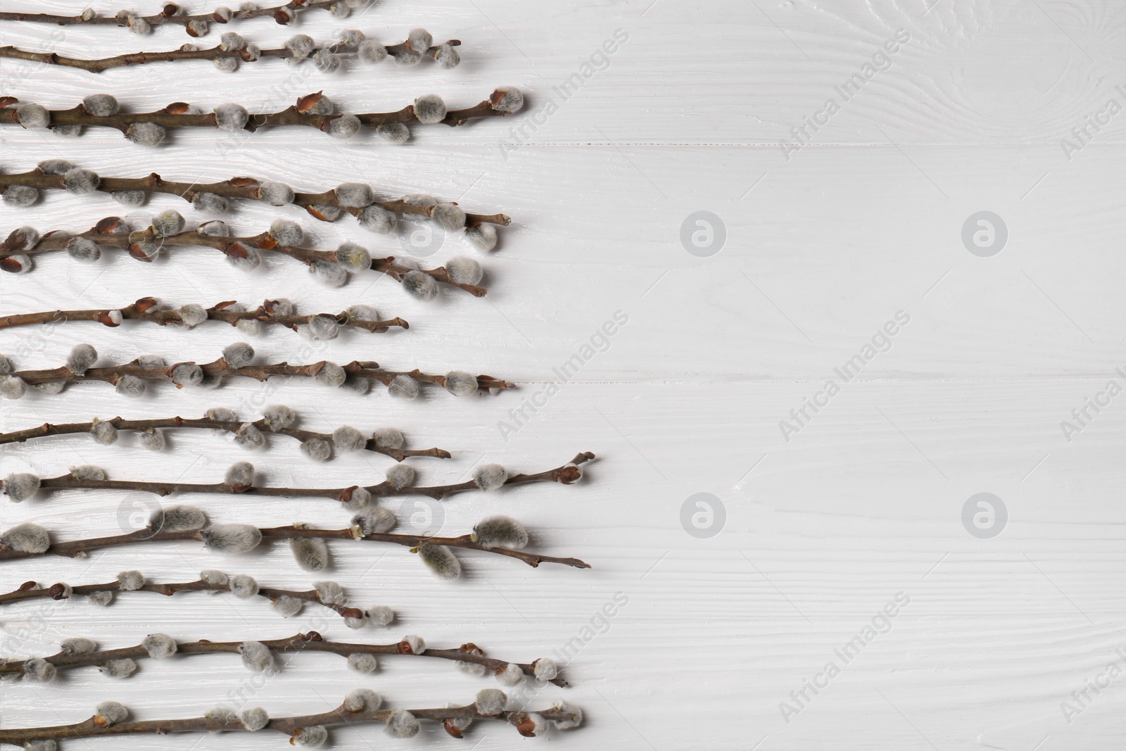 Photo of Beautiful willow branches with fuzzy catkins on white wooden table, flat lay. Space for text