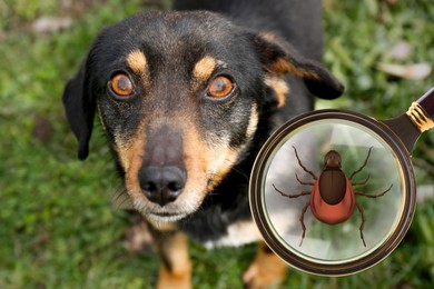 Image of Cute dog outdoors and illustration of magnifying glass with tick