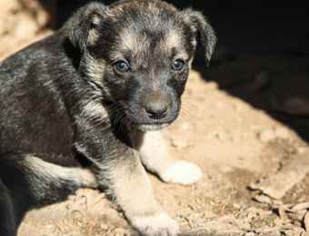 Photo of Stray black puppy outdoors on sunny day, closeup. Baby animal