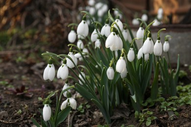 Beautiful blooming snowdrops growing outdoors. Spring flowers