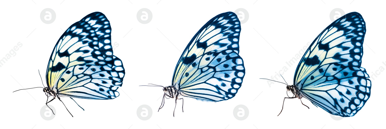 Image of Blue butterflies on white background. Beautiful insect