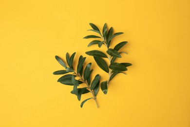 Olive twigs with fresh green leaves on yellow background, flat lay