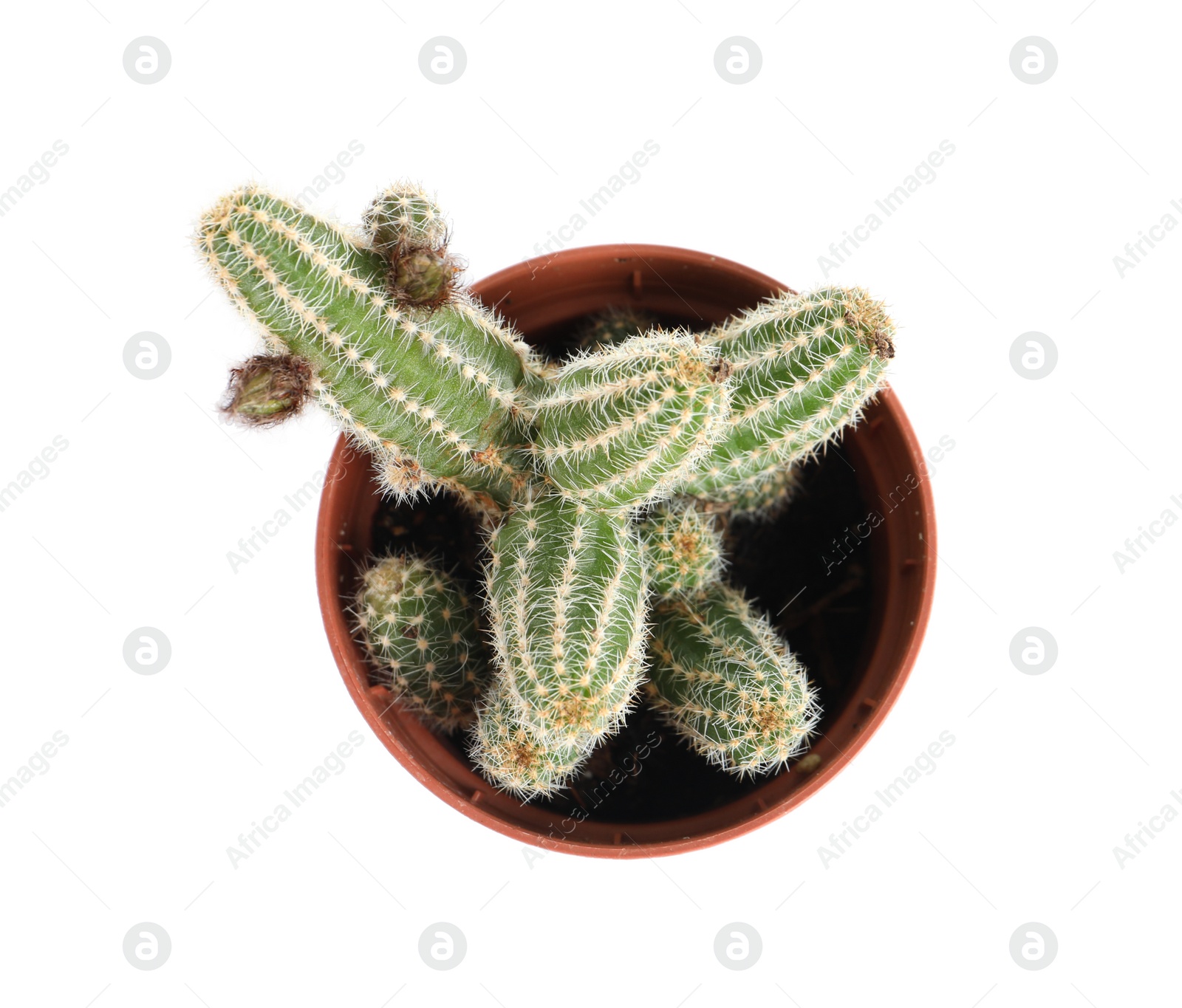 Photo of Succulent plant in flowerpot isolated on white, top view. Home decor