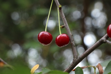 Closeup view of cherry tree with ripe red berries outdoors