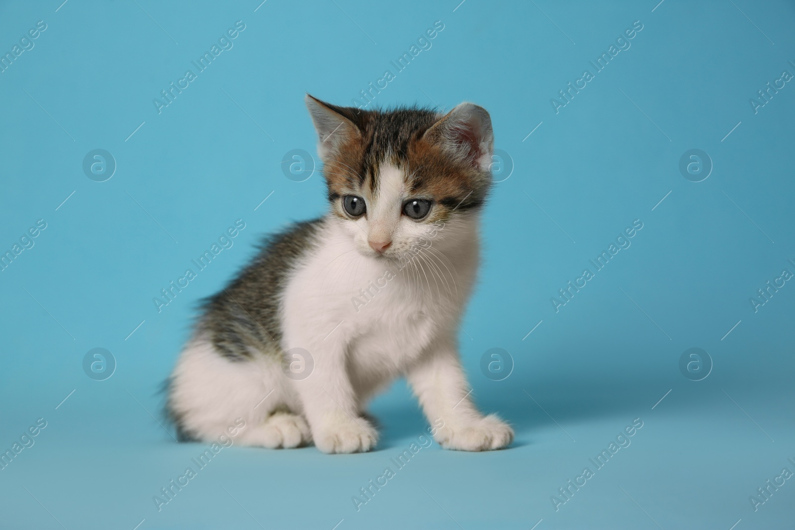 Photo of Cute little kitten on light blue background. Baby animal