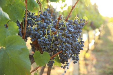 Photo of Delicious ripe grapes in vineyard. Harvest season