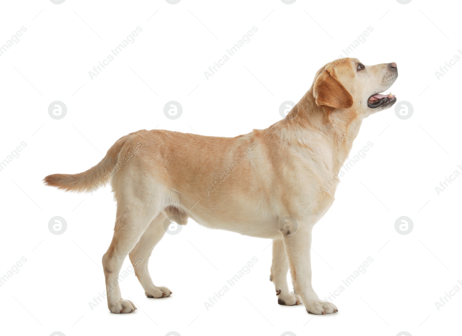 Photo of Yellow labrador retriever standing on white background